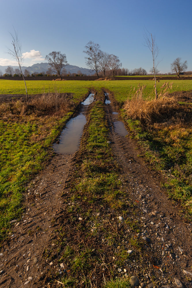 Lauteracherried im Jänner 40